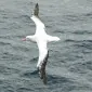 albatros